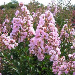 Lilas d'été rose / Lagerstroemia indica rosea